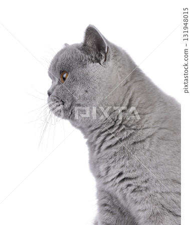 British Shorthair cat on white British Shorthair cat on white 131948015