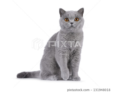 British Shorthair cat on white British Shorthair cat on white 131948018