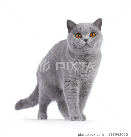 British Shorthair cat on white 131948020