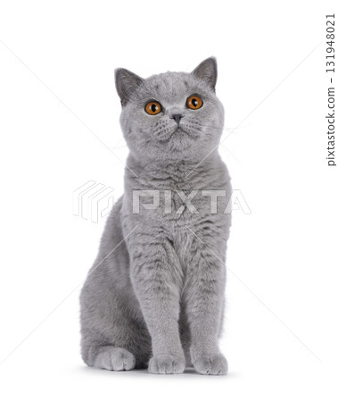 British Shorthair cat on white 131948021