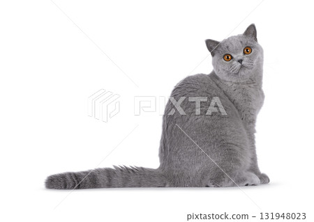 British Shorthair cat on white 131948023