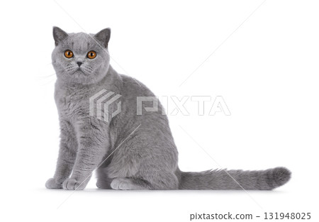 British Shorthair cat on white British Shorthair cat on white 131948025