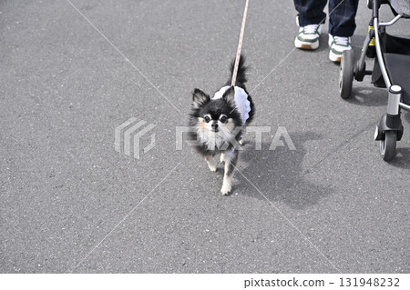 和我的狗一起散步:長毛吉娃娃 和我的狗一起散步:長毛吉娃娃 131948232