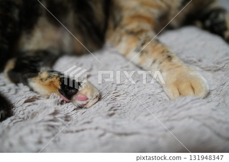 Cat Cat 131948347