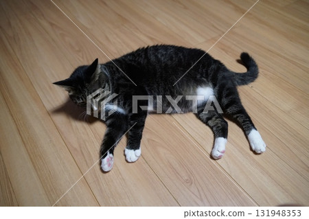 Cat Cat 131948353