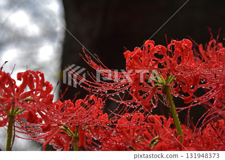 紅蜘蛛百合水滴 131948373