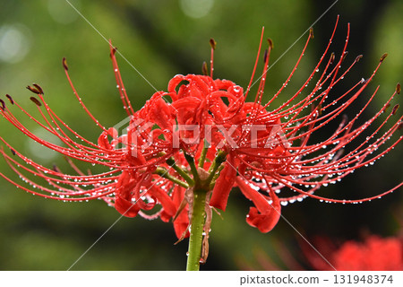 紅蜘蛛百合水滴 131948374