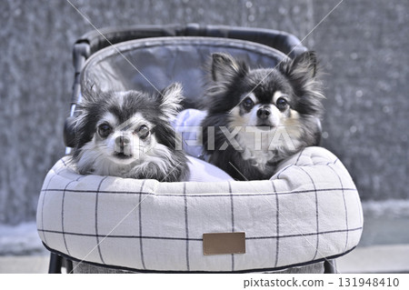 Two good friends Chihuahua 131948410