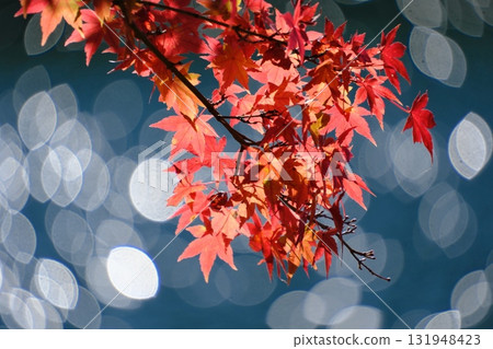 Autumn leaves along Lake Shibireko Autumn leaves along Lake Shibireko 131948423