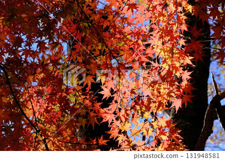 山梨縣紅葉台下的秋葉 山梨縣紅葉台下的秋葉 131948581