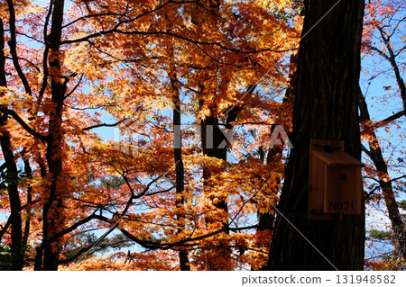 Autumn leaves under Momijidai in Yamanashi Prefecture 131948582