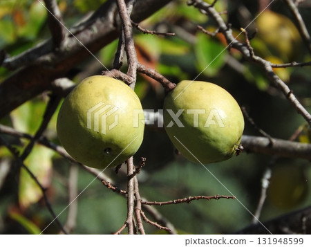 Karin fruit 131948599