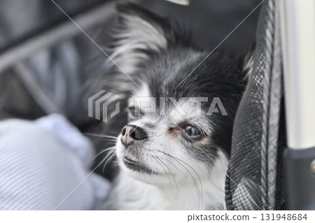 Close-up of a dozing Chihuahua's face 131948684