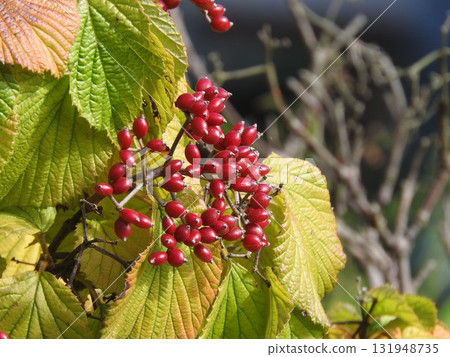 Bright red berries of the Viburnum Bright red berries of the Viburnum 131948735