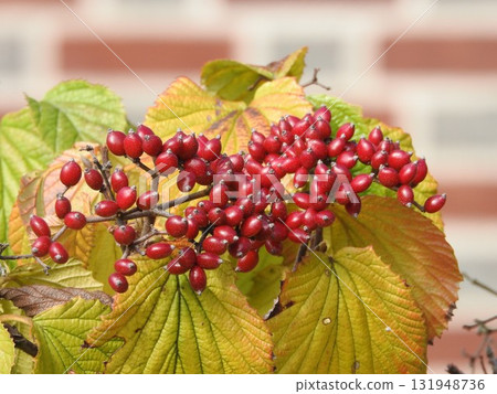 Bright red berries of the Viburnum Bright red berries of the Viburnum 131948736
