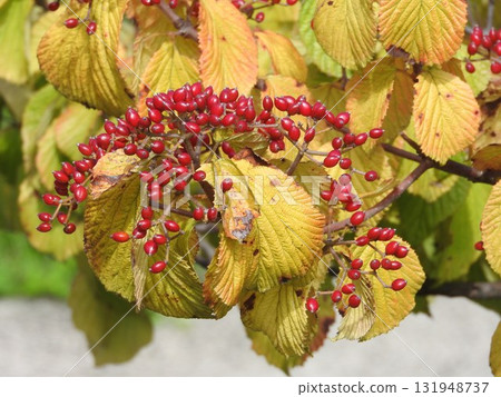 Bright red berries of the Viburnum Bright red berries of the Viburnum 131948737