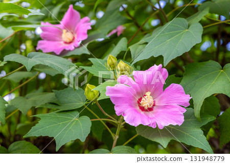 Fuyo flowers Fuyo flowers 131948779