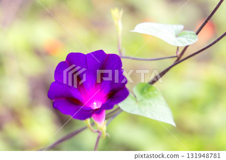 Purple morning glory Purple morning glory 131948781
