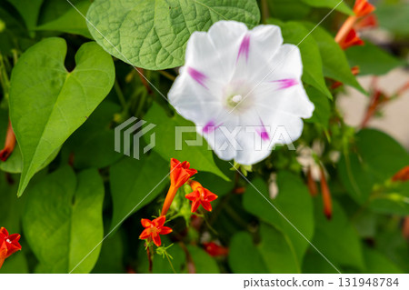 Milkyway morning glory and Japanese morning glory 131948784