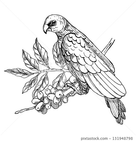 A parrot on a coffee tree branch. A realistic coffee-themed vector illustration for product design, apparel printing, posters, and interior design. A parrot on a coffee tree branch. A realistic coffee-themed vector illustration for product design, apparel printing, posters, and interior design. 131948798