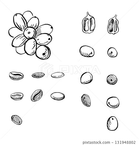 A set of ripe and roasted coffee beans. Realistic coffee-themed vector illustration for product design, apparel printing, posters, and interior design. 131948802