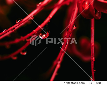 被雨水打濕的紅花特寫鏡頭-秋天的景色和寂靜 被雨水打濕的紅花特寫鏡頭-秋天的景色和寂靜 131948819