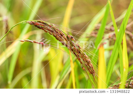 十月成熟的紅米 131948822