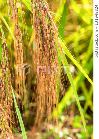 十月成熟的紅米 131948824