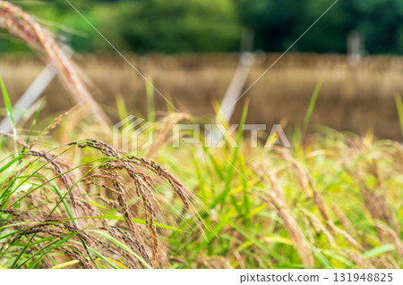 Ripened red rice, October 131948825