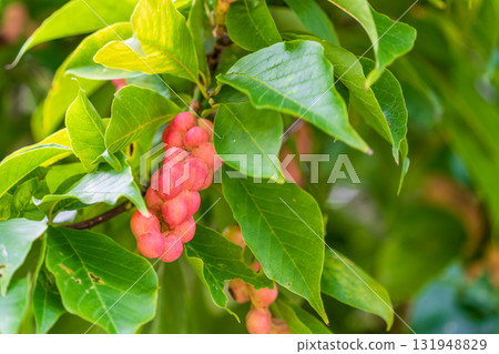 紅玉蘭十月果 紅玉蘭十月果 131948829