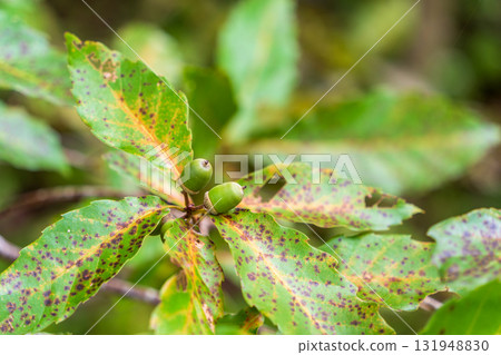 綠橡子十月 131948830