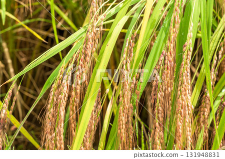 十月成熟的紅米 131948831