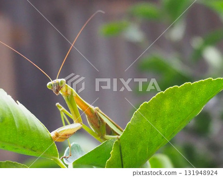 螳螂側面照片 - 特寫,左下角 螳螂側面照片 - 特寫,左下角 131948924