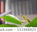 從側面拍攝的螳螂照片_右下角 131948925
