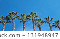 Tropical palm tree on blue sky background 131948947