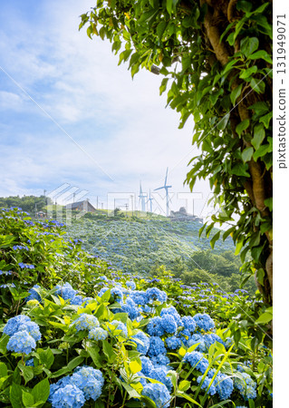 風車和繡球花 131949071
