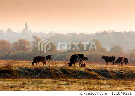 beautiful view of autumn countryside landscape in carpathian mountains. rural scene with cows grazing on meadow in frost. village behind trees with church on a hill in morning light under orange sky 131949151