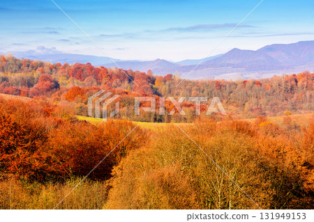 scenic mountain landscape in autumn. epic alpine scenery of carpathians with distant smooth peak under blue sky. beech forest in colorful foliage during fall season. amazing place on a sunny morning 131949153