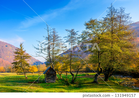 serene countryside landscape among transcarpathia hills. colorful deciduous trees on a lush green meadow under blue sky. beautiful view of a place in ukraine on a sunny october morning 131949157