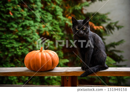angry black cat and orange pumpkin on wooden plank of an outdoor terrace. pet animal with greenish eyes looking serious. rural garden in the blurred background. halloween or thanksgiving autumn theme 131949158
