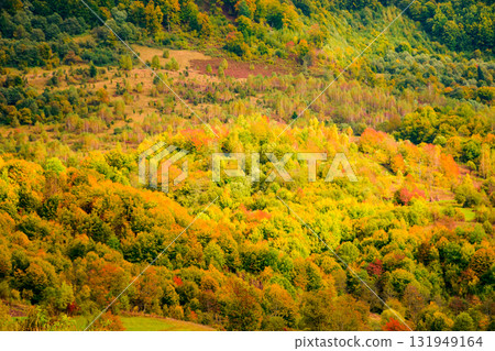 forest on the hill in colorful autumn leaves. golden landscape in dappled light. uzhanian national park in october. telephoto view from above. vivid countryside scenery applicable as a backdrop forest on the hill in colorful autumn leaves. golden landscape in dappled light. uzhanian national park in october. telephoto view from above. vivid countryside scenery applicable as a backdrop 131949164