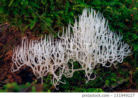 Ivory coral - Ramariopsis kunzei is a type of fungus. It is also known as white coral because its branched structure resembles sea coral 131949227