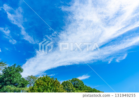 Blue sky, clouds and grove Blue sky, clouds and grove 131949255