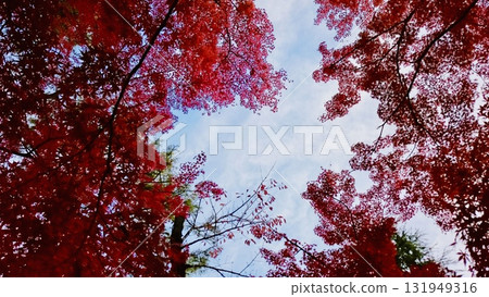 大紅楓樹 大紅楓樹 131949316