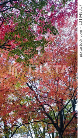 Autumn leaves background Autumn leaves background 131949317