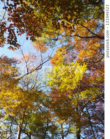 與藍色葉子和藍天的Momiji 與藍色葉子和藍天的Momiji 131949323