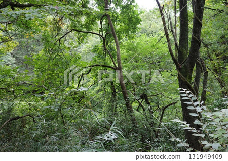 秋天樹葉開始變色之前的樹林。 秋天樹葉開始變色之前的樹林。 131949409