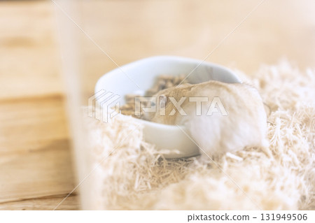 倉鼠 倉鼠 131949506
