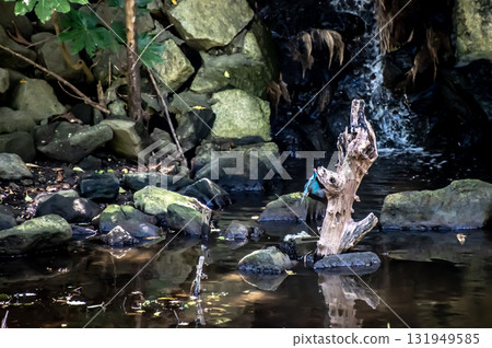 與翠鳥的水邊風景 與翠鳥的水邊風景 131949585