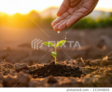 Hand Watering Young Plant in Morning Sunlight Hand Watering Young Plant in Morning Sunlight 131949609
